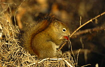 North american red squirrel {Tamiasciurus hudsonicus} feeding, Alaska, USA.