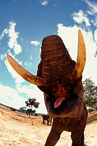 Fish-eye view of African elephant's open mouth, Zimbabwe