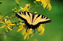 Tiger swallowtail butterfly, Virginia USA