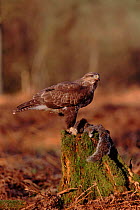 Common buzzard with Grey squirrel prey, England UK
