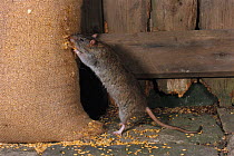 Brown rat feeding from grain sack {Rattus norvegicus}
