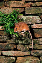 Yellow-necked mouse on wall, UK