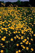 Buttercups flowering in field. England, UK, Europe
