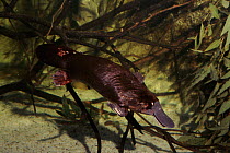 Platypus diving underwater, Sydney Aquarium, Australia