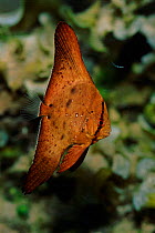 Circular spadefish, Sulawesi, Indonesia