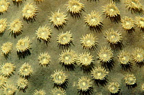 Polyps of plate coral, Sulawesi, Indonesia
