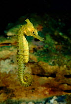 Golden seahorse, Sydney, Australia