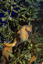 Golden seahorse {Hippocampus whitei} amongst Sargassum weed, Sydney, Australia