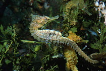 Golden seahorse {Hippocampus whitei} amongst Sargassum weed, Sydney, Australia