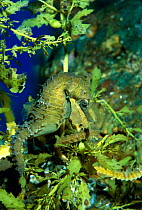 Golden seahorse in Sargassum weed {Hippocampus whitei} Australia