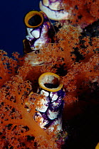 Tunicate (seasquirt) Banda Island, Molluccas, Indonesia