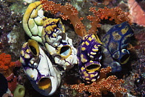 Tunicate / seasquirt {Polycarpa aurata} Molluccas Indonesia Banda island