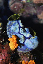 Tunicate / seasquirt {Polycarpa aurata} Molluccas Indonesia Banda island