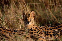 Serval {Felis serval} Masai Mara NP Kenya