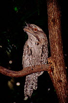 Tawny frogmouth perched at night, North Queensland, Australia