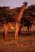 Giraffe with young (Giraffa camelopardalis tippelskirchi). Masai Mara NP. Kenya, East Africa