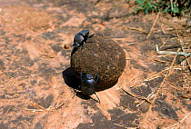 Dung beetles  moving ball of dung. Masai Mara NP, Kenya, East Africa