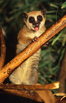 Greater dwarf lemur (Cheirogaleus major) Analamazaotra, Madagascar