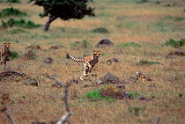 Cheetah  running. Thika, Kenya, Africa