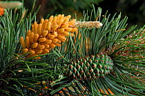 Scots pine cone. Scotland, UK, Europe