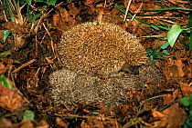 Hedgehog (Erinaceus europaeus) with young. Ussuriland, Primorskiy region, Far East Russia