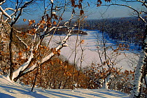 Forest in winter. Ussuriland, Primorskiy region, Far East Russia