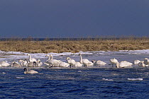 Whooper swans (Cygnus cygnus) at melting edge of Khanka Lake, Ussuriland, Primorskiy region, Far East Russia