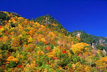 Mixed forest showing autumn colours (pine and broadleaf sp.). Hodaka Mountains, Northern Alps, Kamikochi, Japan