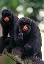 Spot faced Saki monkeys {Pithecia albicans} Amazon, Brazil, South America