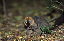 Male Red fronted lemur (Lemur fulvus rufus) feeding on tamarind, Berenty Private Reserve, Madagascar