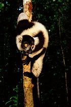 Black and white ruffed lemur (Varecia variegata variegata). Nosy Mangbe reserve, Madagascar
