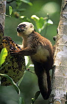 White fronted brown lemur (Lemur fulvus albifrons) feeding on fruit, Nosy Magabe Reserve, Madagascar