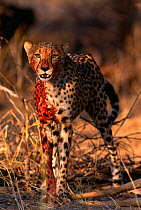 Cheetah {Acinonyx jubatus} covered in blood from prey, Moremi Wildlife Reserve, Botswana