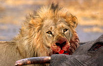Lion {Panthera leo} male feeding on kill, Moremi Wildlife reserve, Botswana.