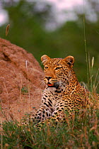 Leopard (Panthera pardus) female. Mala Mala reserve, South Africa