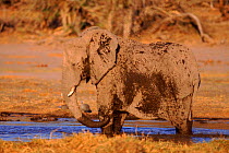 African elephant (Loxodonta africana) mudbathing. Moremi reserve, Botswana, Southern Africa