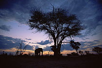 Silhouette of bull African elephant (Loxodonta africana) and Acacia tree at sunset, Moremi reserve, Botswana, Southern Africa