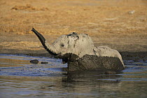 African elephant (Loxodonta africana) juvenile playing in mud, Moremi reserve, Botswana, Southern Africa