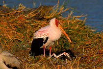Yellow billed stork (Mycteria ibis). Moremi reserve, Botswana, Southern Africa