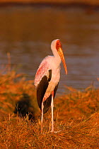 Yellowbilled stork {Mycteria ibis}, Moremi Wildlife Reserve, Botswana, South Africa.