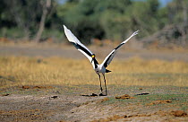 Saddlebill stork {Ephippiorhynchus senegalensis}taking off, Moremi WR, Okavango delta, Botswana