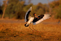 Saddlebill stork (Ephippiorhynchus senegalensis). Moremi reserve, Botswana, Southern Africa