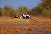 Saddlebill stork (Ephippiorhynchus senegalensis). Moremi Reserve, Botswana, Southern Africa