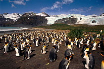 King penguins incubating eggs {Aptenodytes patagoni} Gold Harbour, South Georgia