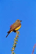 Western kingbird (Tyrannus verticalis). Arizona, USA