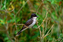 Eastern kingbird (Tyrannus tyrannus). Texas, USA