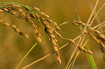 Ears of Rice with round seed Chinese variety {Oryza sp} Camargue France