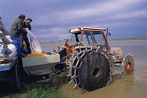 Sowing rice {Oryza sp} from Tractor in flooded field,  Camargue, France