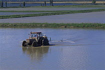 Tractor chemically treating rice {Oryza sp} in flooded field, Camargue, France