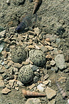 Nest of Kentish plover {Charadrius alexandrius} with eggs, Camargue, France.